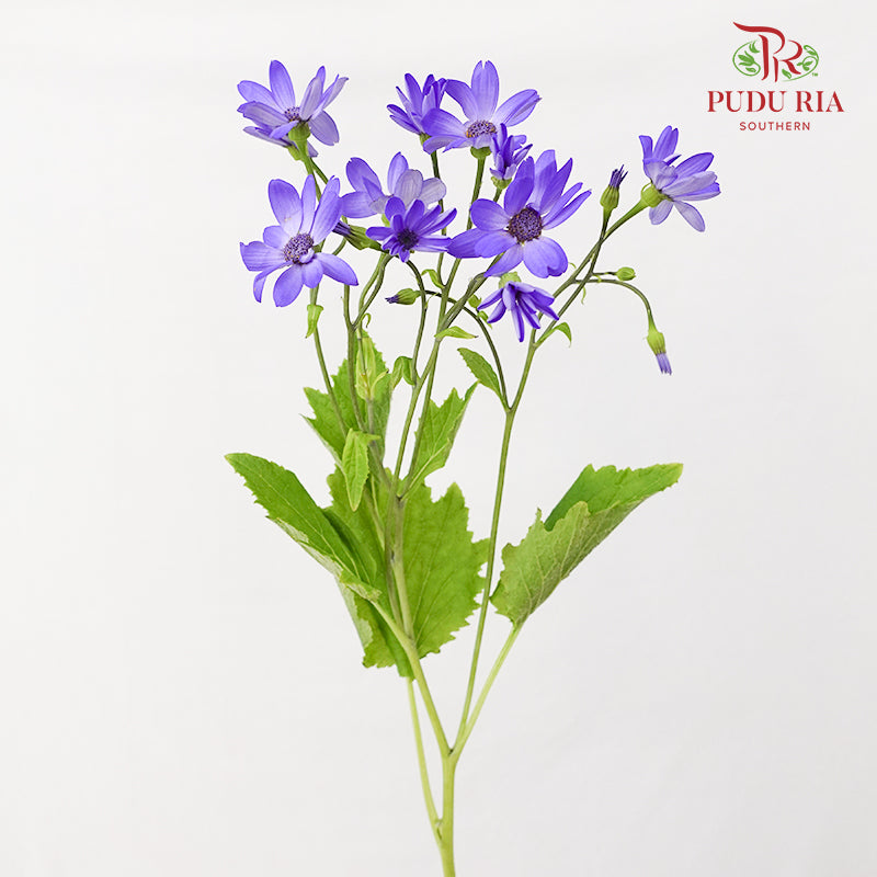 Pericallis Purple 瓜叶菊 - (2 Stems)