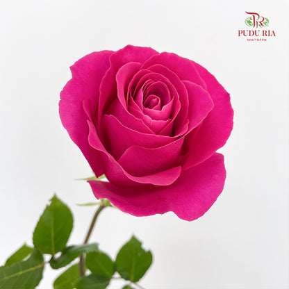 Rose Pink Floyd - (8-10 Stems)