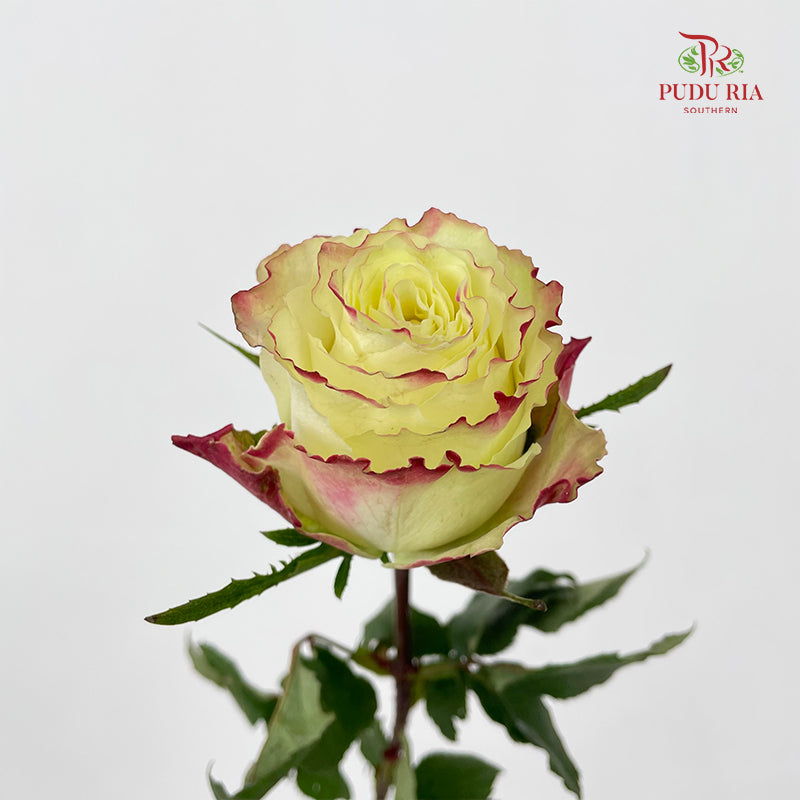Rose Her Majesty - (8-10 Stems)