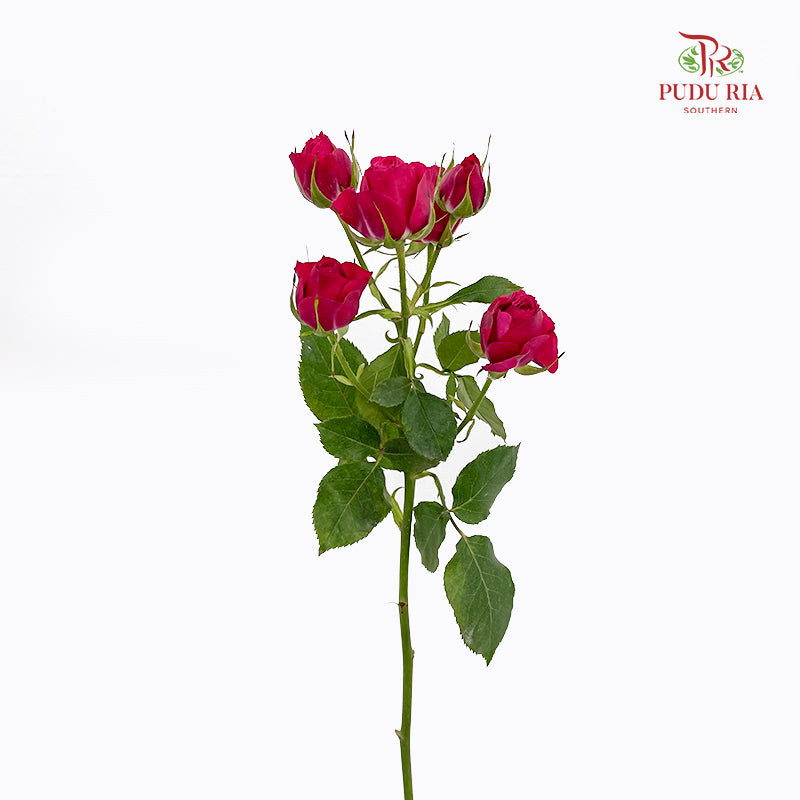Rose Spray Quncy - (8-10 Stems)