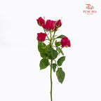 Rose Spray Quncy - (8-10 Stems)