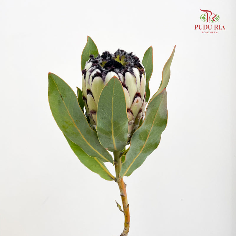 Protea Cynaroides 帝王花 - (Per Stem)