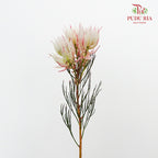 Blushing Bride Light Pink - Pudu Ria Florist Southern