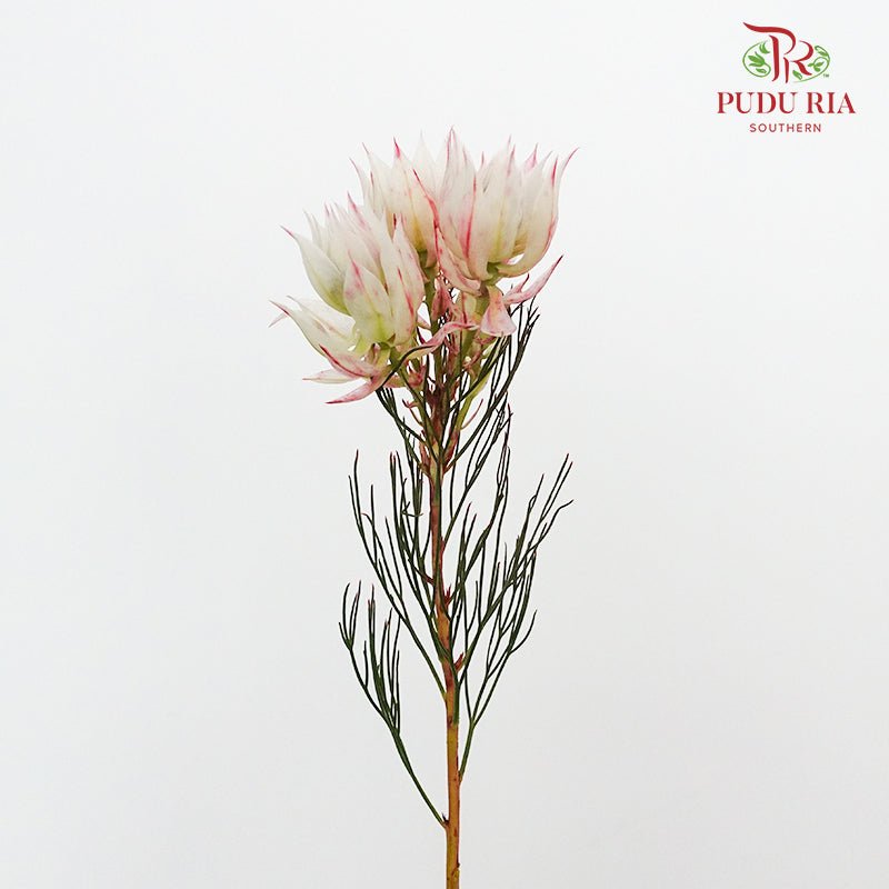 Blushing Bride Light Pink - Pudu Ria Florist Southern