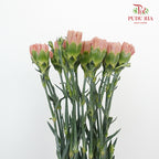 Carnation St Love Of Cuba (18-20 Stems) - Pudu Ria Florist Southern