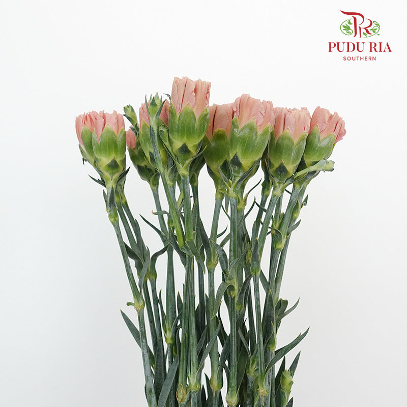 Carnation St Love Of Cuba (18-20 Stems) - Pudu Ria Florist Southern