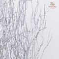 龙柳 Salix Grey - 10 Stems