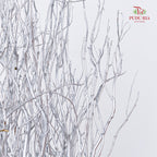龙柳 Salix Grey - 10 Stems