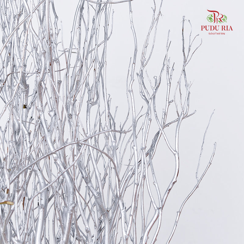 龙柳 Salix Grey - 10 Stems