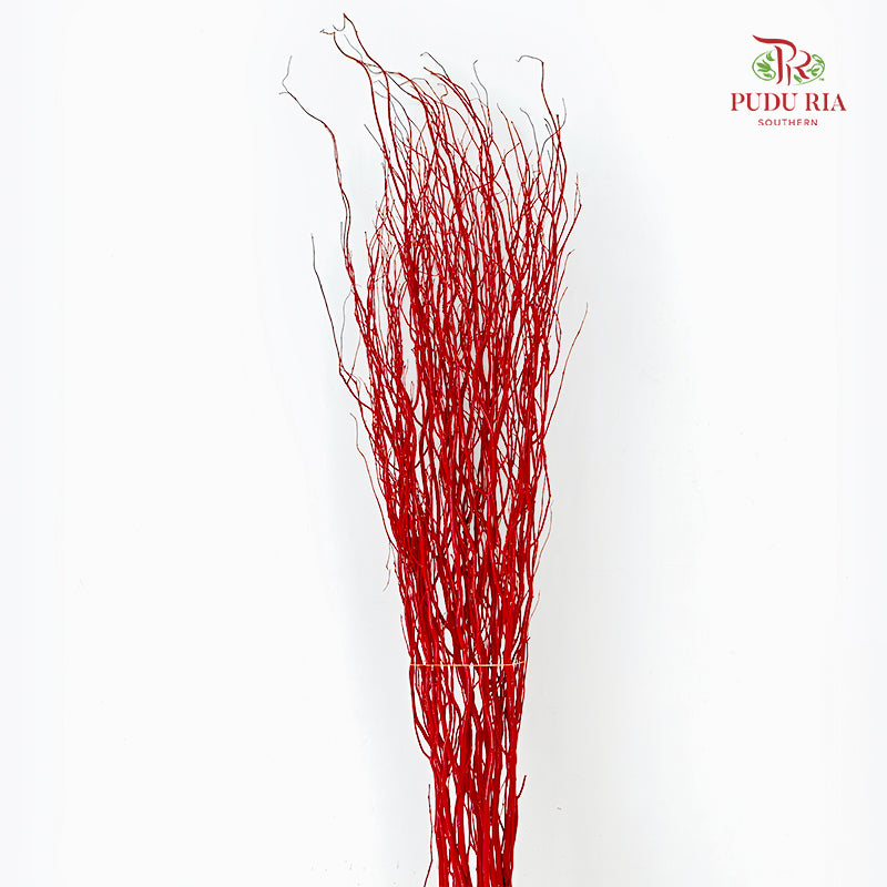 龙柳 Salix Red - 10 Stems