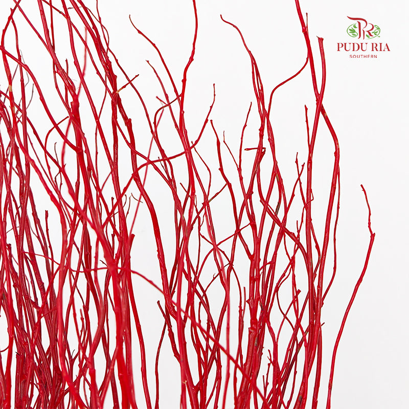 龙柳 Salix Red - 10 Stems