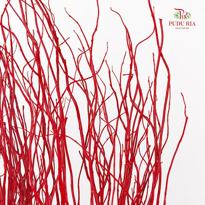 龙柳 Salix Red - 10 Stems