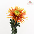 Net Mum Chrysanthemum Chispa Orange Yellow - (10-12 Stems)