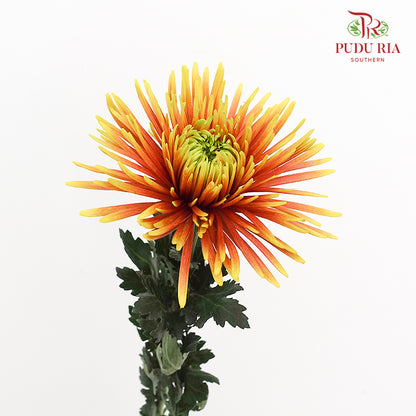 Net Mum Chrysanthemum Chispa Orange Yellow - (10-12 Stems)