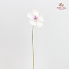Dry Violet - White Center Magenta
