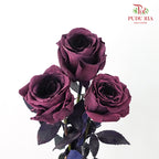 Rose Mondial Dyed Prune Amethyst (8-10 Stems) - Pudu Ria Florist Southern