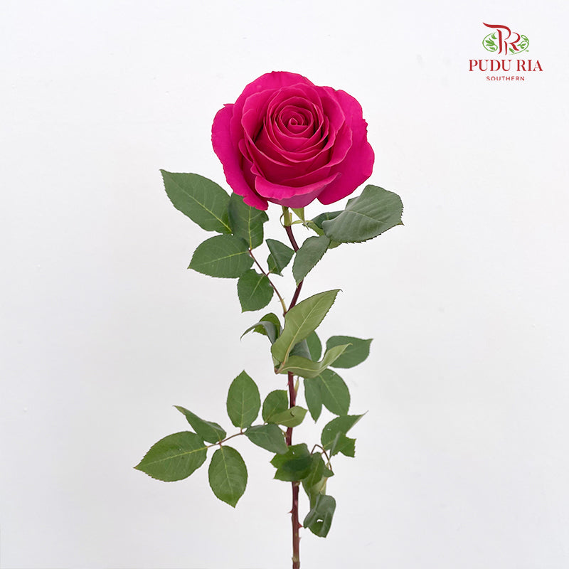 Rose Pink Floyd - (8-10 Stems)