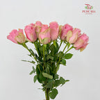 Rose Tango - (8-10 Stems)