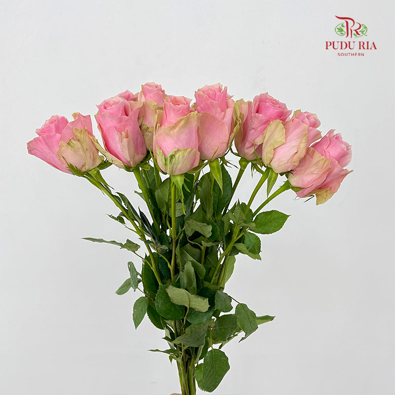 Rose Tango - (8-10 Stems)