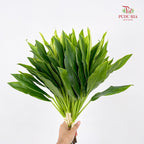 Snow White (Cordyline Green) 绿朱蕉 (S) - (5 Stems)