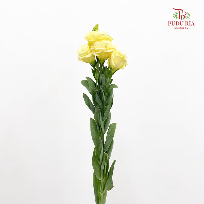 Eustoma Yellow - (12-15 Stems)