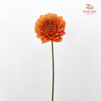 Dahlia Orange - (Per Bundle)
