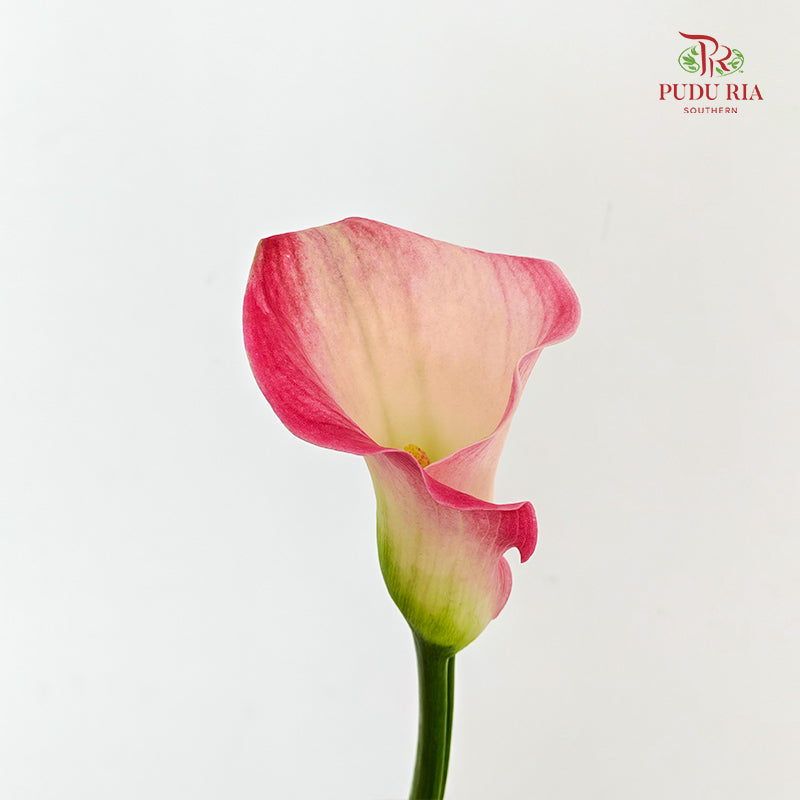 Calla Lily Pink 海芋 - (5 Stems)