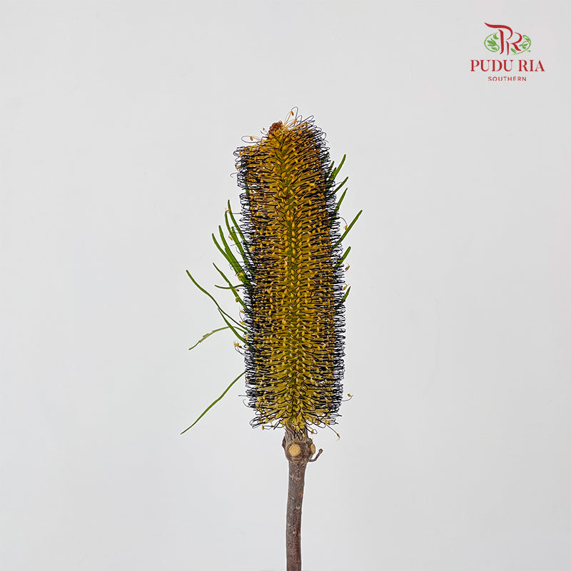 Banksia Yellow/Black 佛塔树 - (2 Stems)