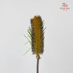 Banksia Yellow/Black 佛塔树 - (2 Stems)