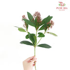 Skimmia Red 茵芋 - (Per Bundle)