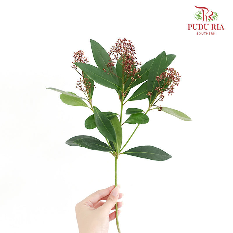 Skimmia Red 茵芋 - (Per Bundle)