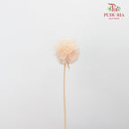 Preservative Scabiosa Champagne - Pudu Ria Florist Southern
