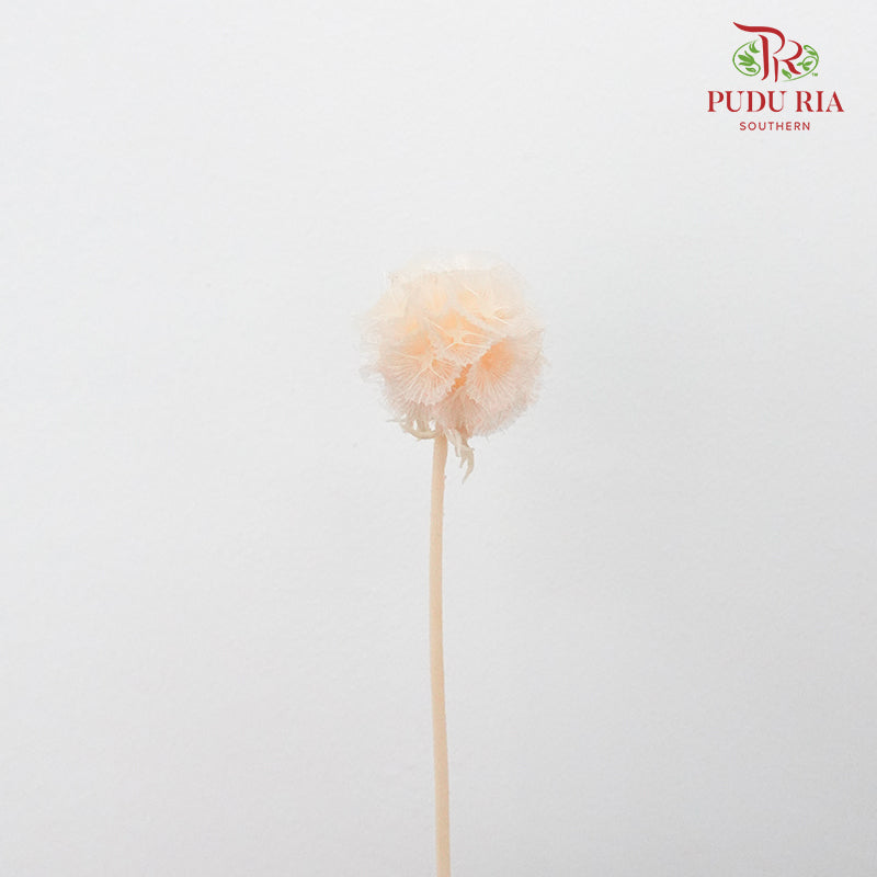 Preservative Scabiosa Champagne - Pudu Ria Florist Southern