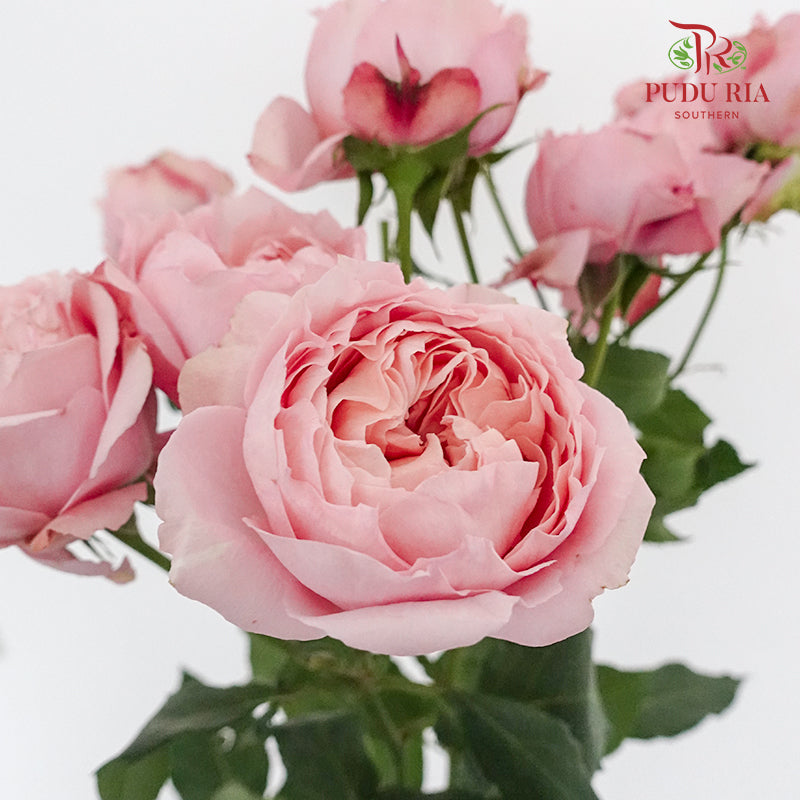 Rose Spray Juliet (6 Stems) - Pudu Ria Florist Southern