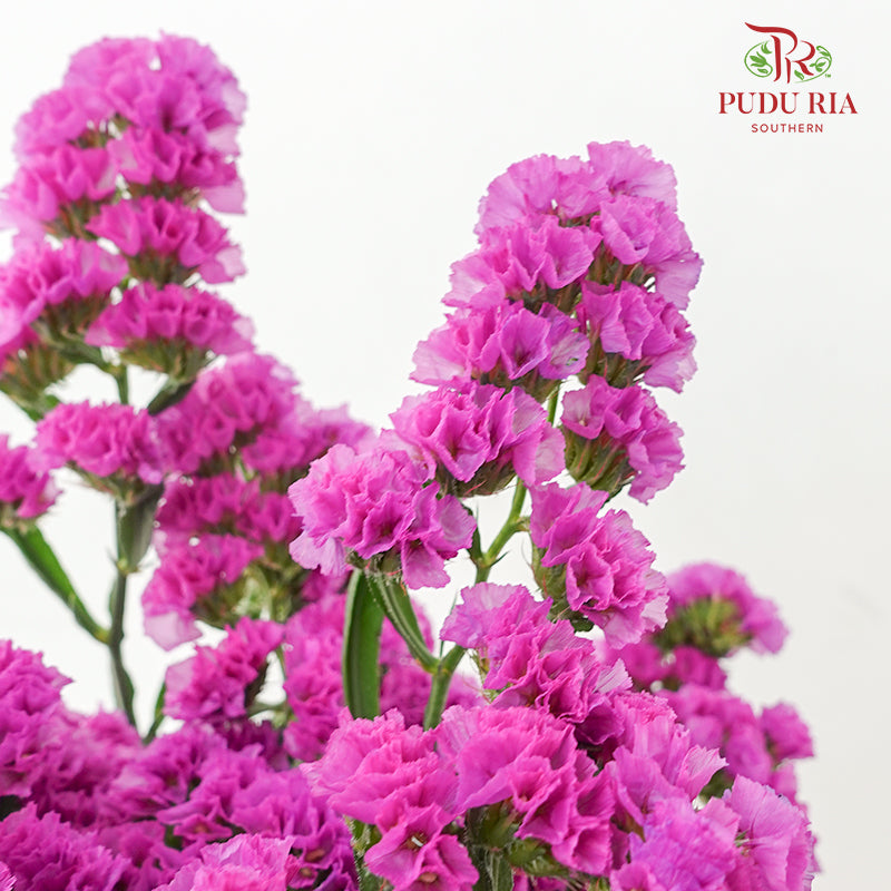 Statice Pink 勿忘我 - (Per Bundle)