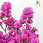 Statice Pink 勿忘我 - (Per Bundle)