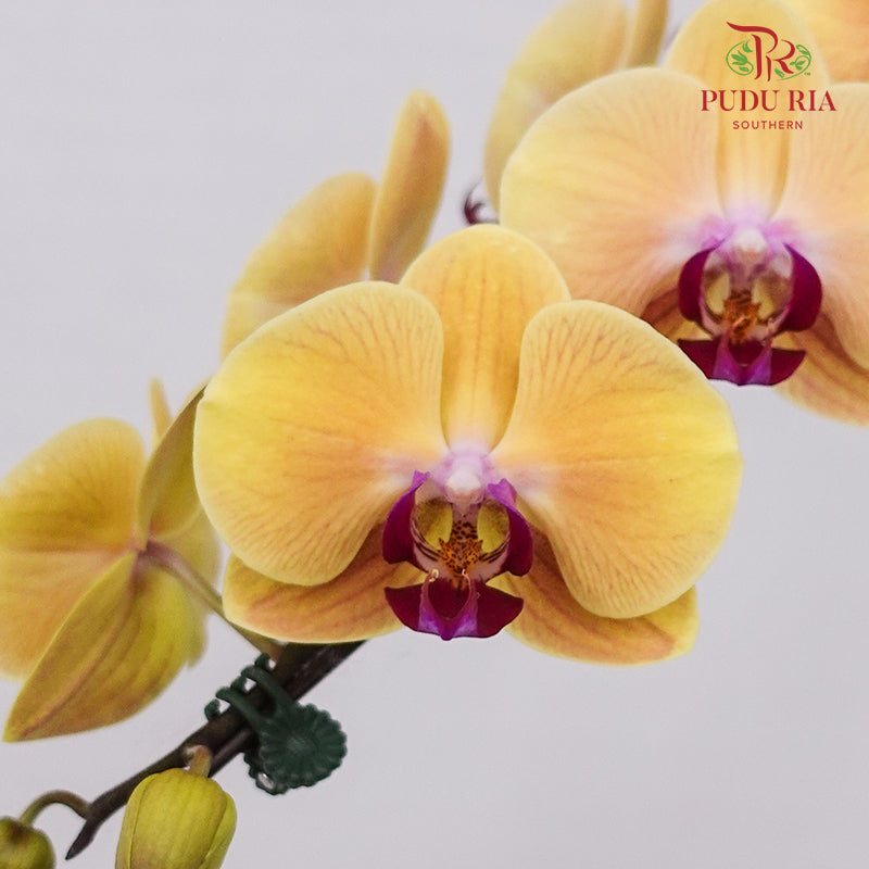 Phalaenopsis Orchid Yellow Orange Big Single Stem