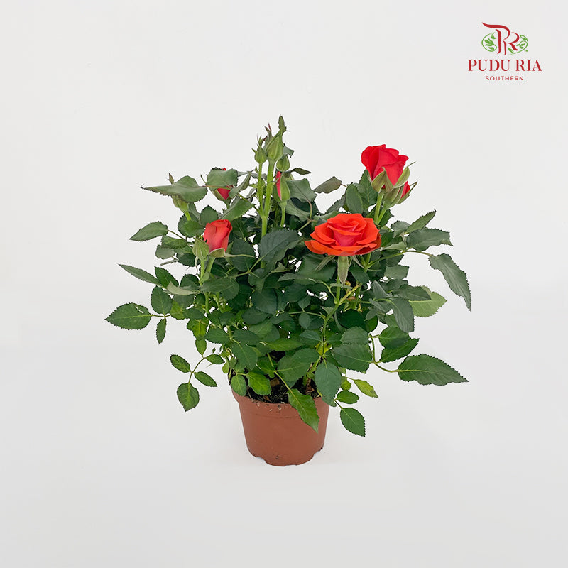 Danish Rose
