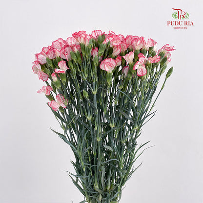 Carnation Spray Red - (18-20 Stems)