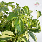 Schefflera Rar P110