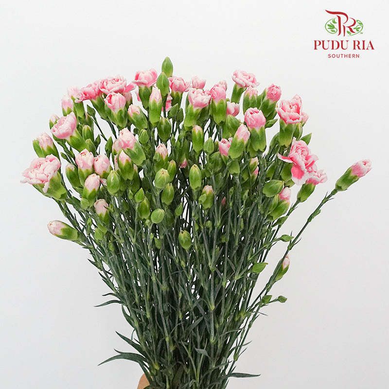 Carnation Spray Pink/White (18-20 Stems) - Pudu Ria Florist Southern
