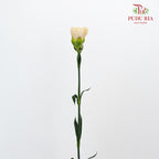 Carnation St Nostalgia (18-20 Stems) - Pudu Ria Florist Southern