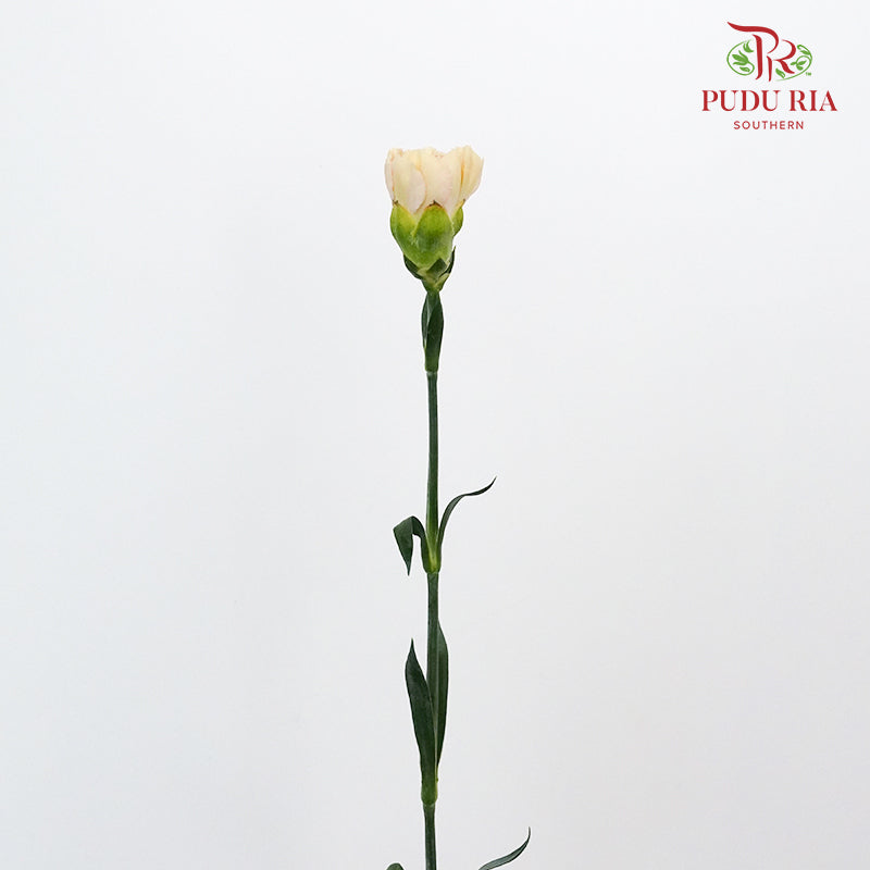 Carnation St Nostalgia (18-20 Stems) - Pudu Ria Florist Southern