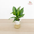Dracaena Fragrans Set