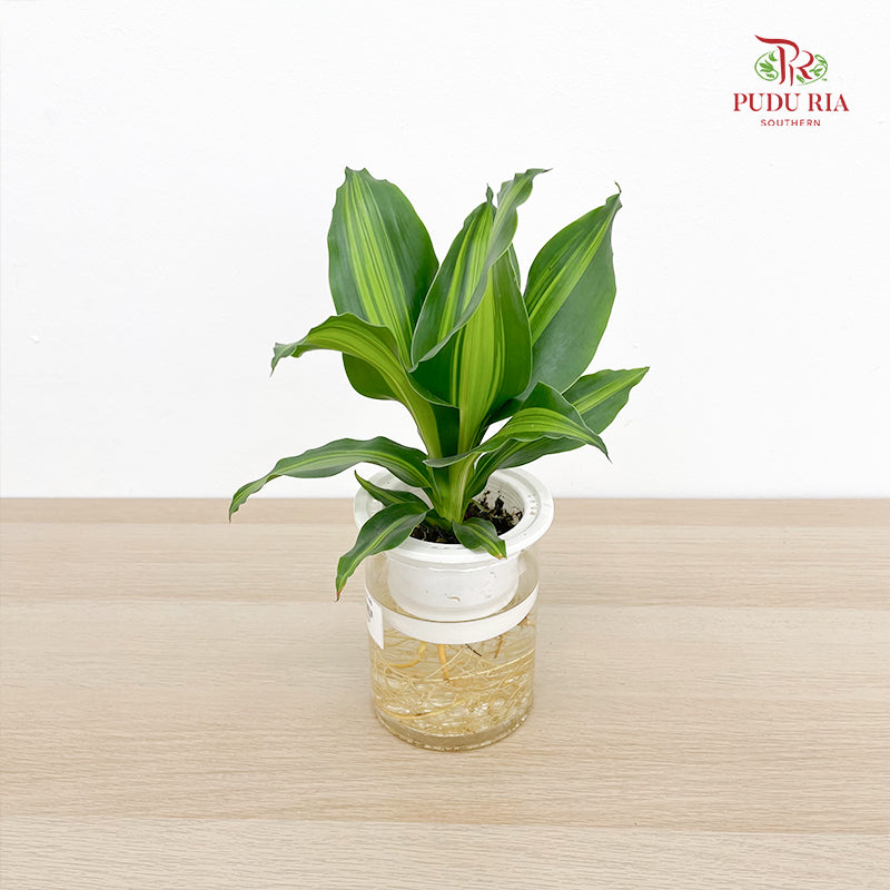 Dracaena Fragrans Set