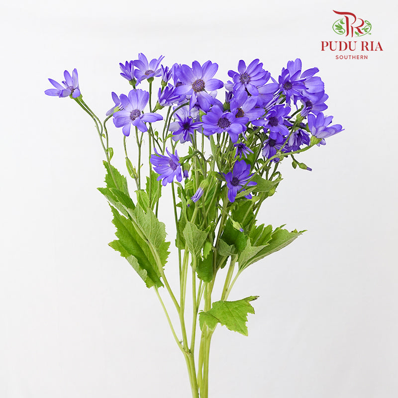 Pericallis Purple 瓜叶菊 - (2 Stems)