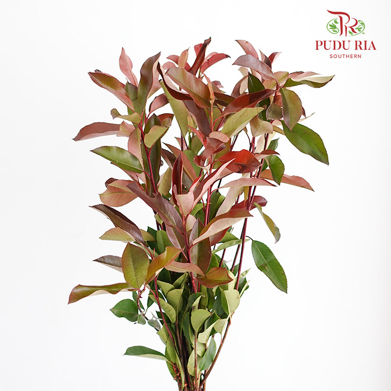 Photinia Red Leaf - Pudu Ria Florist Southern