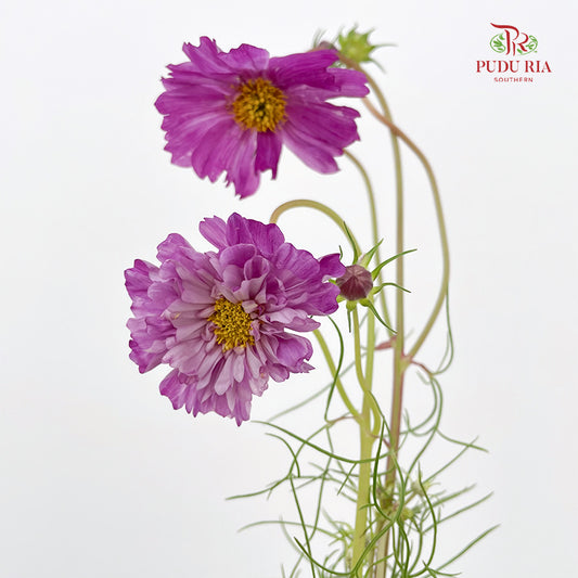 Cosmos Bipinnatus Purple - (5 Stems)
