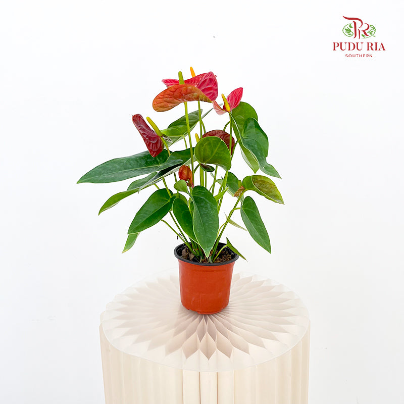 Anthurium Red Fuxing