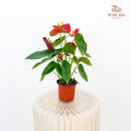 Anthurium Red Fuxing